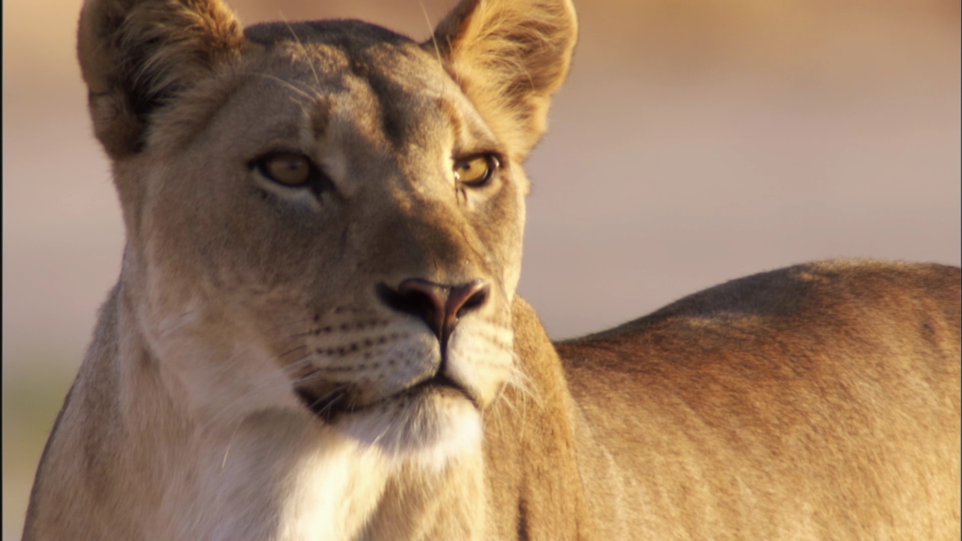 自然世界：沙漠狮剧照的剧照