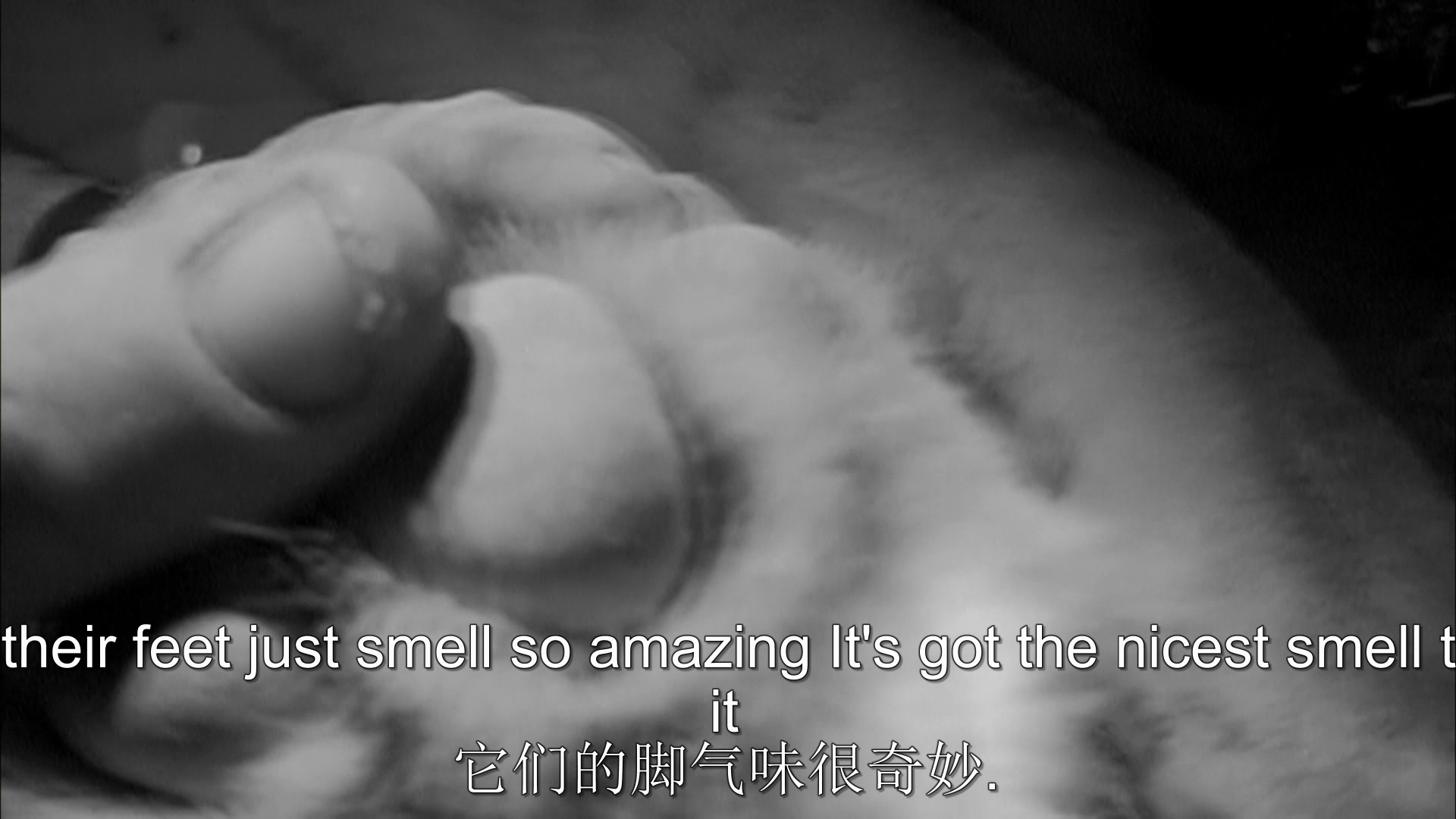 自然世界：沙漠狮剧照的剧照