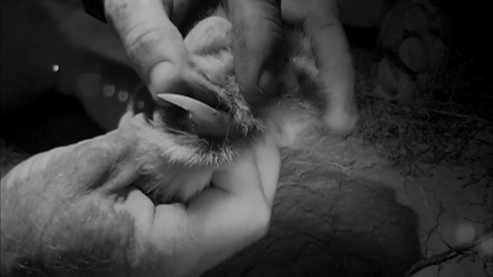 自然世界：沙漠狮剧照的剧照