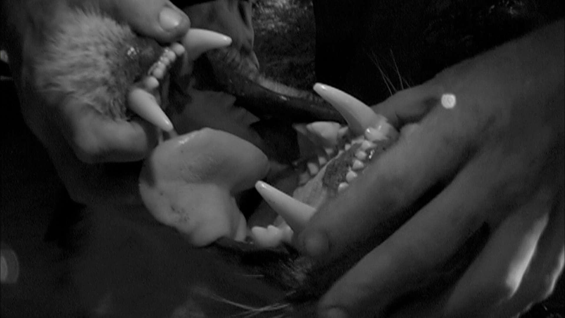 自然世界：沙漠狮剧照的剧照