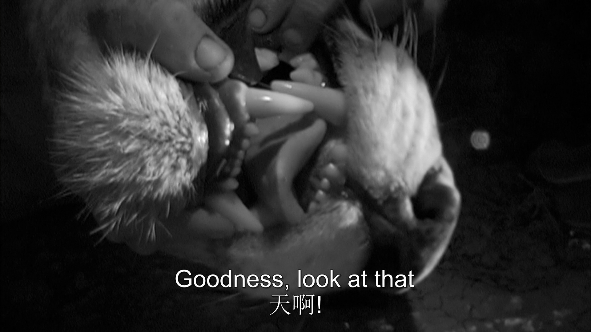 自然世界：沙漠狮剧照的剧照