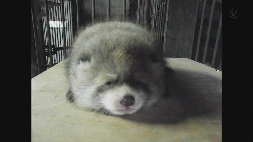 奇迹动物园2015：生命的接力棒剧照的剧照