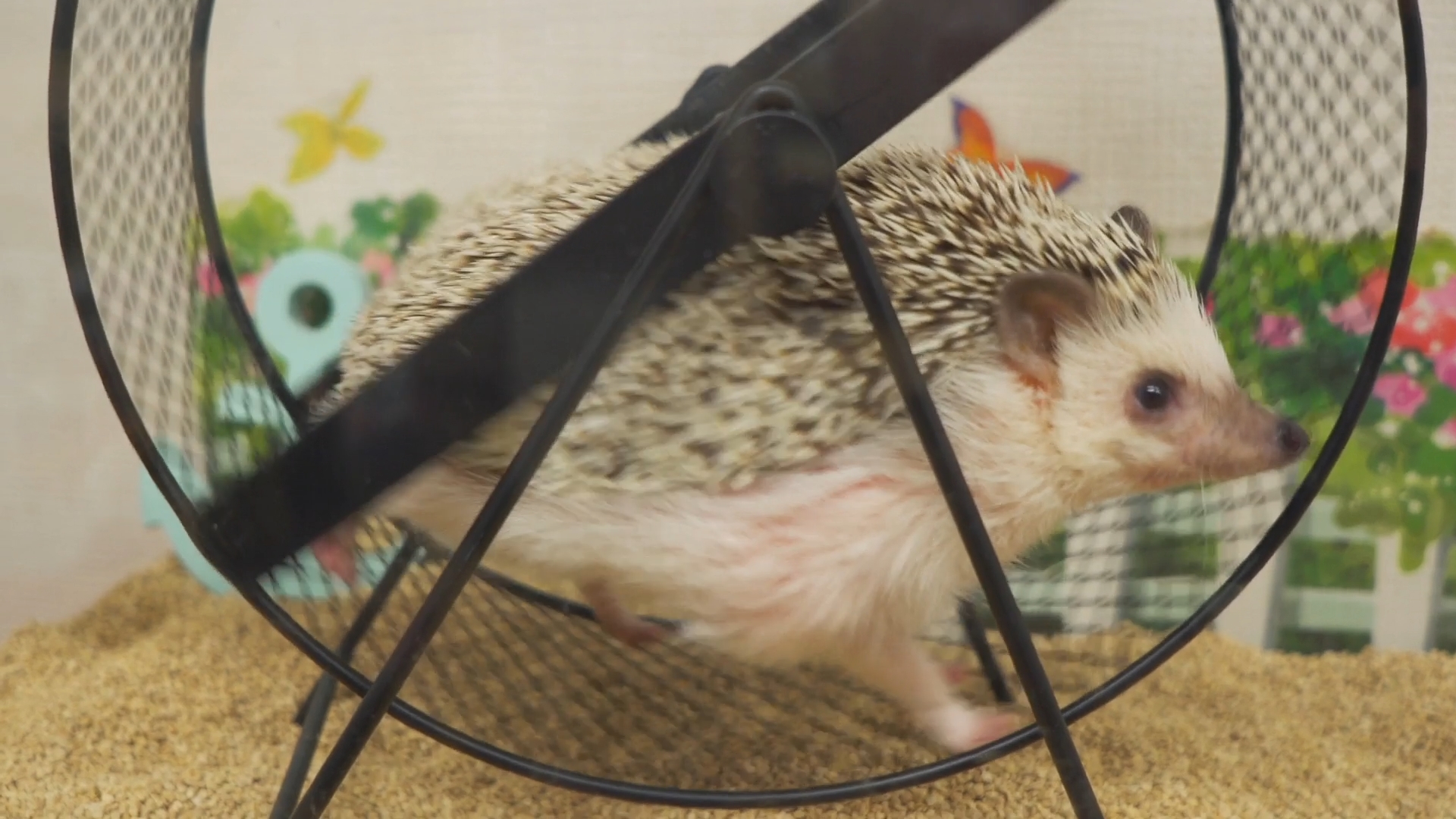 家庭罗曼史有限公司剧照的剧照