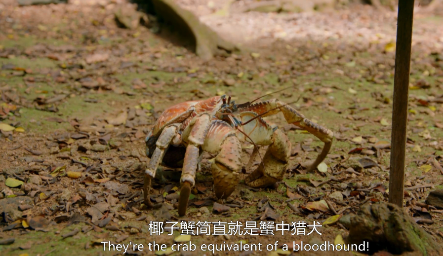 你这个坏怂剧照的剧照