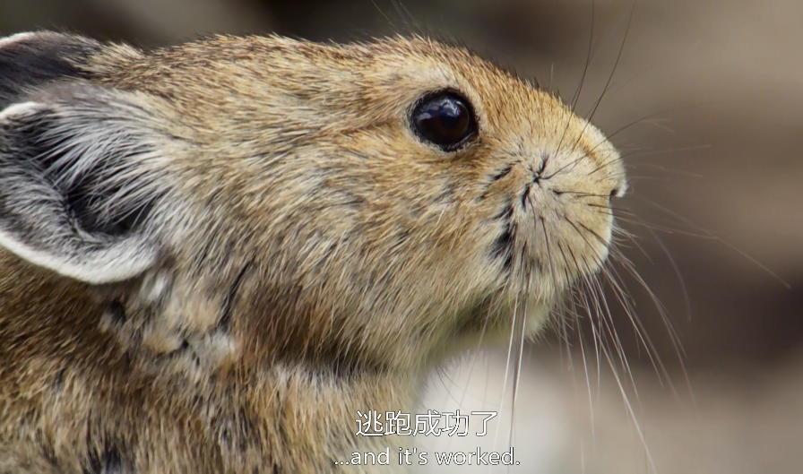 你这个坏怂剧照的剧照