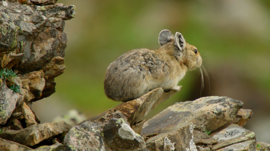 你这个坏怂剧照的剧照