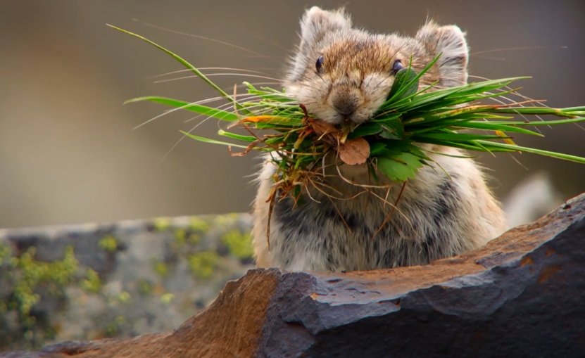 你这个坏怂剧照的剧照