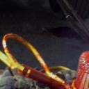 小丑旅馆：亡灵崛起剧照