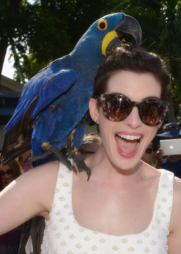 里约大冒险2剧照的剧照