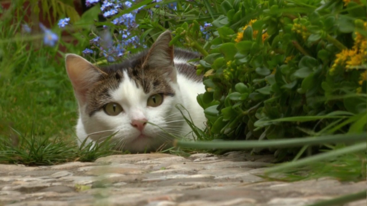 猫的秘密生活剧照的剧照