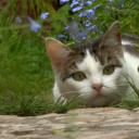 猫的秘密生活剧照