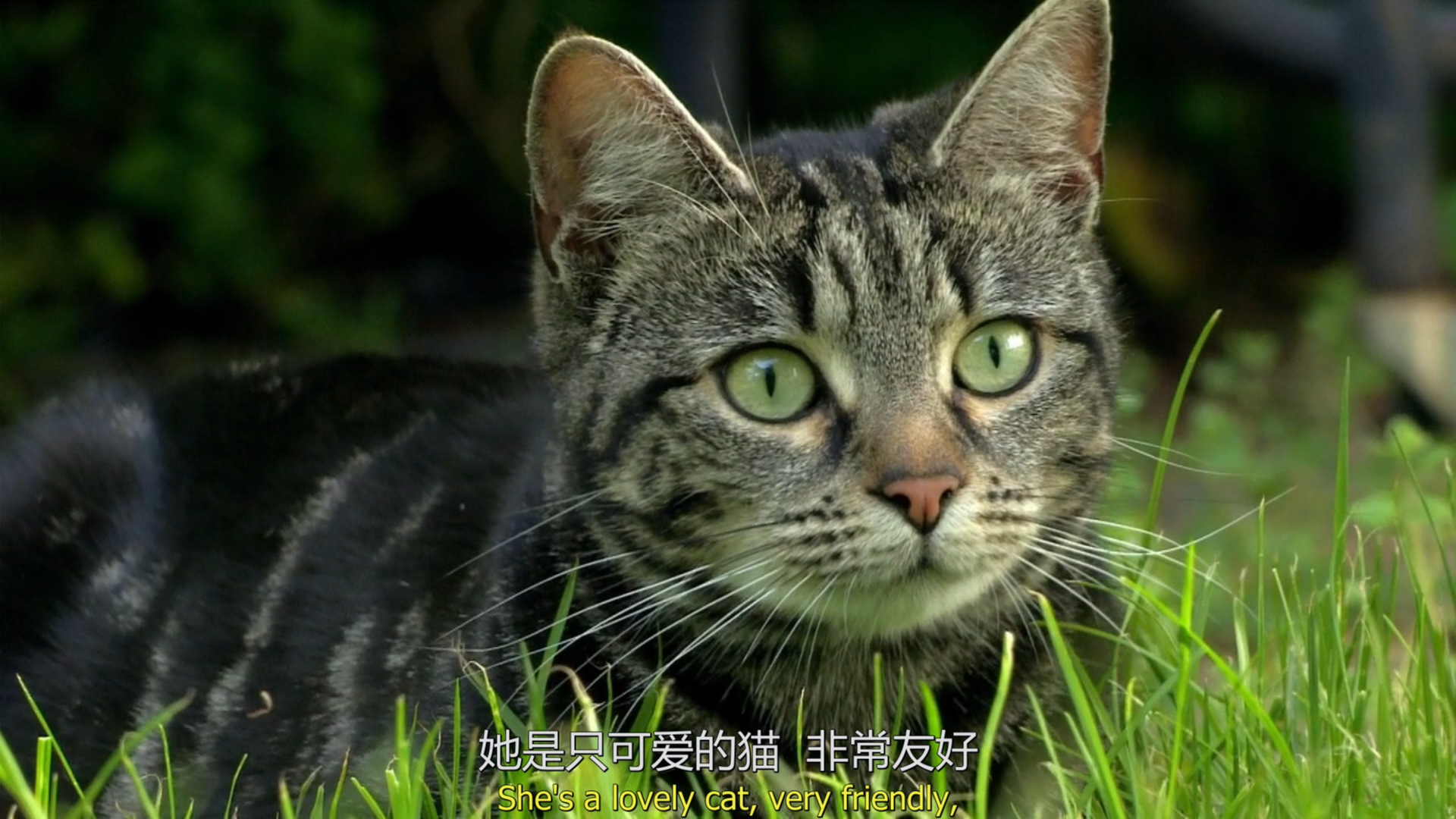 猫的秘密生活剧照的剧照