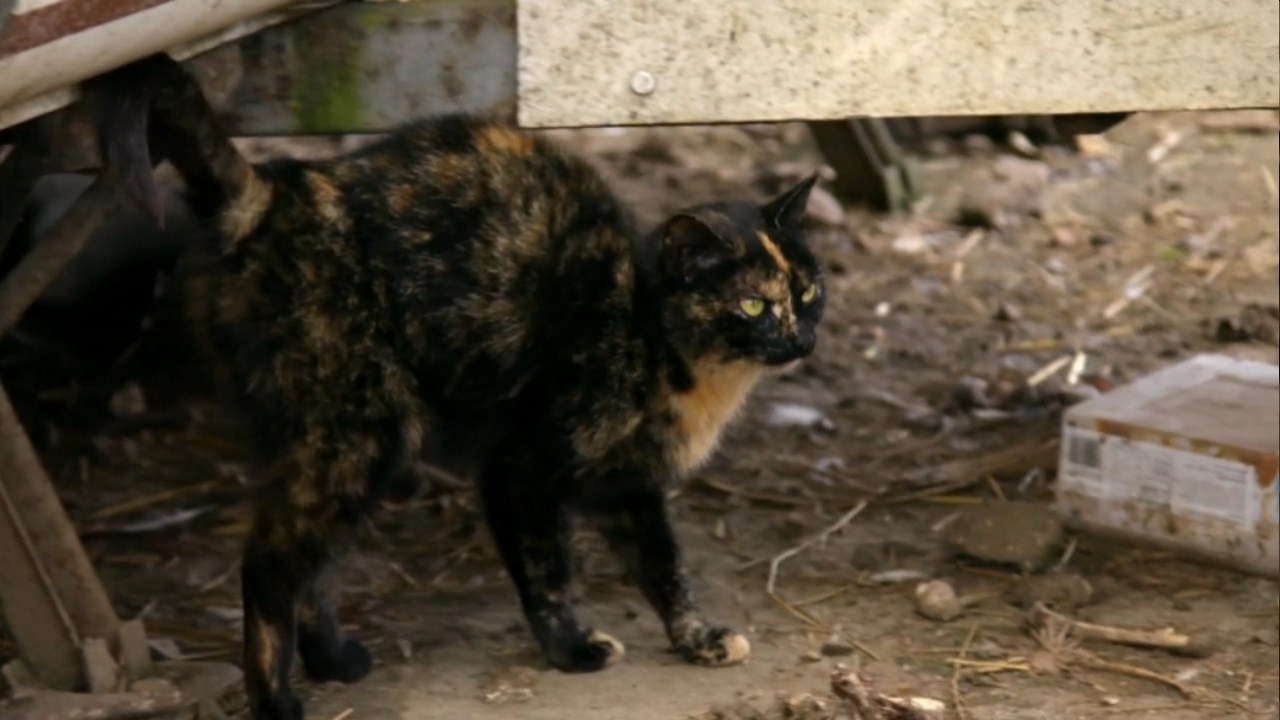 猫的秘密生活剧照的剧照