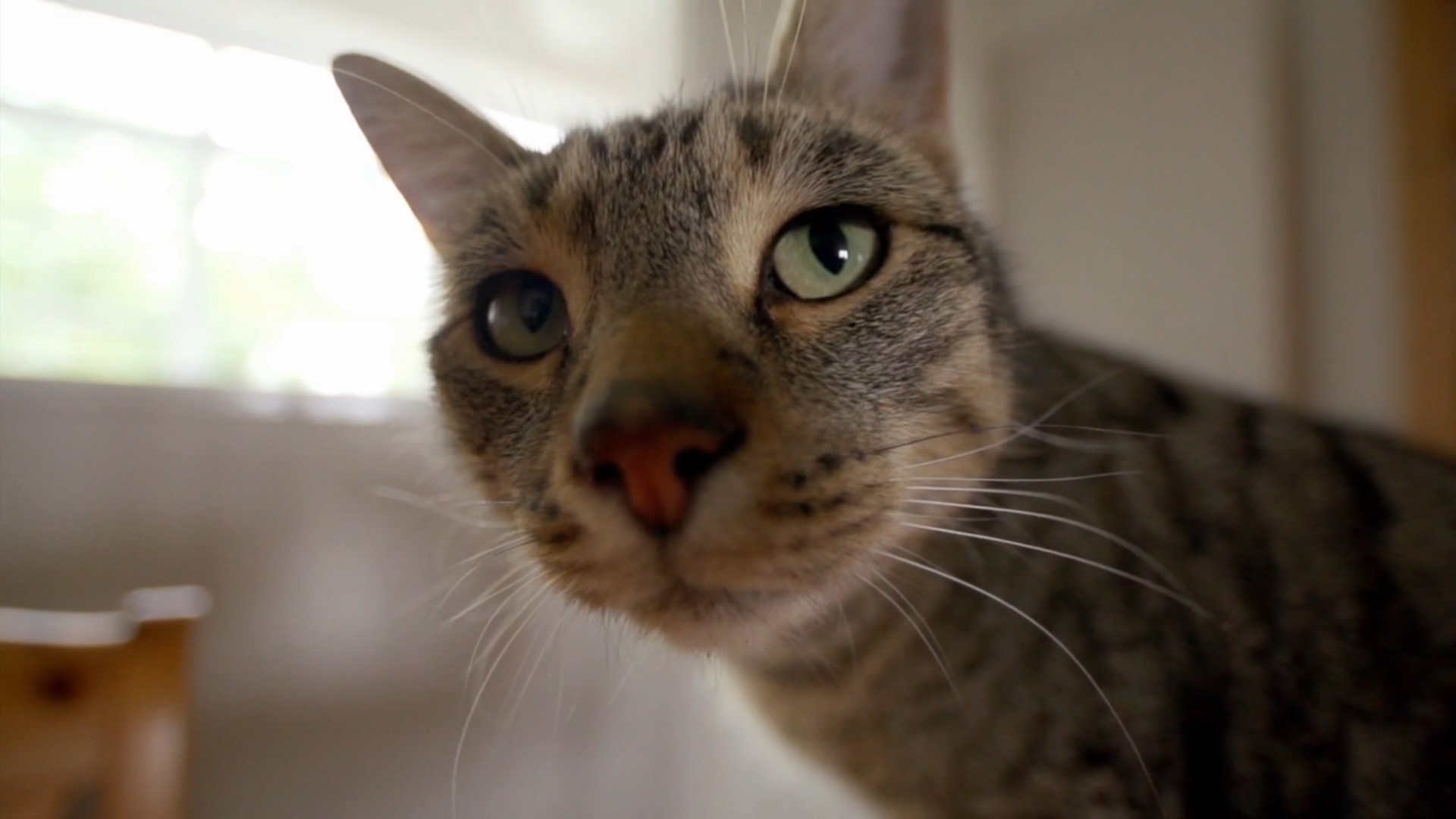 猫的秘密生活剧照的剧照