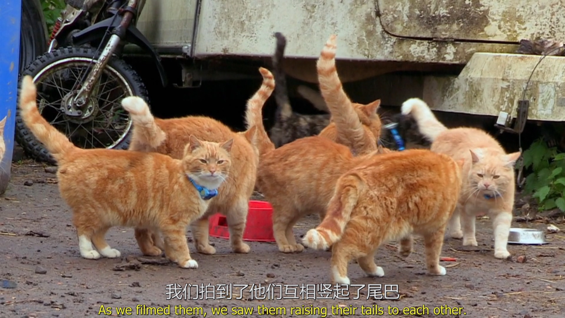 猫的秘密生活剧照的剧照