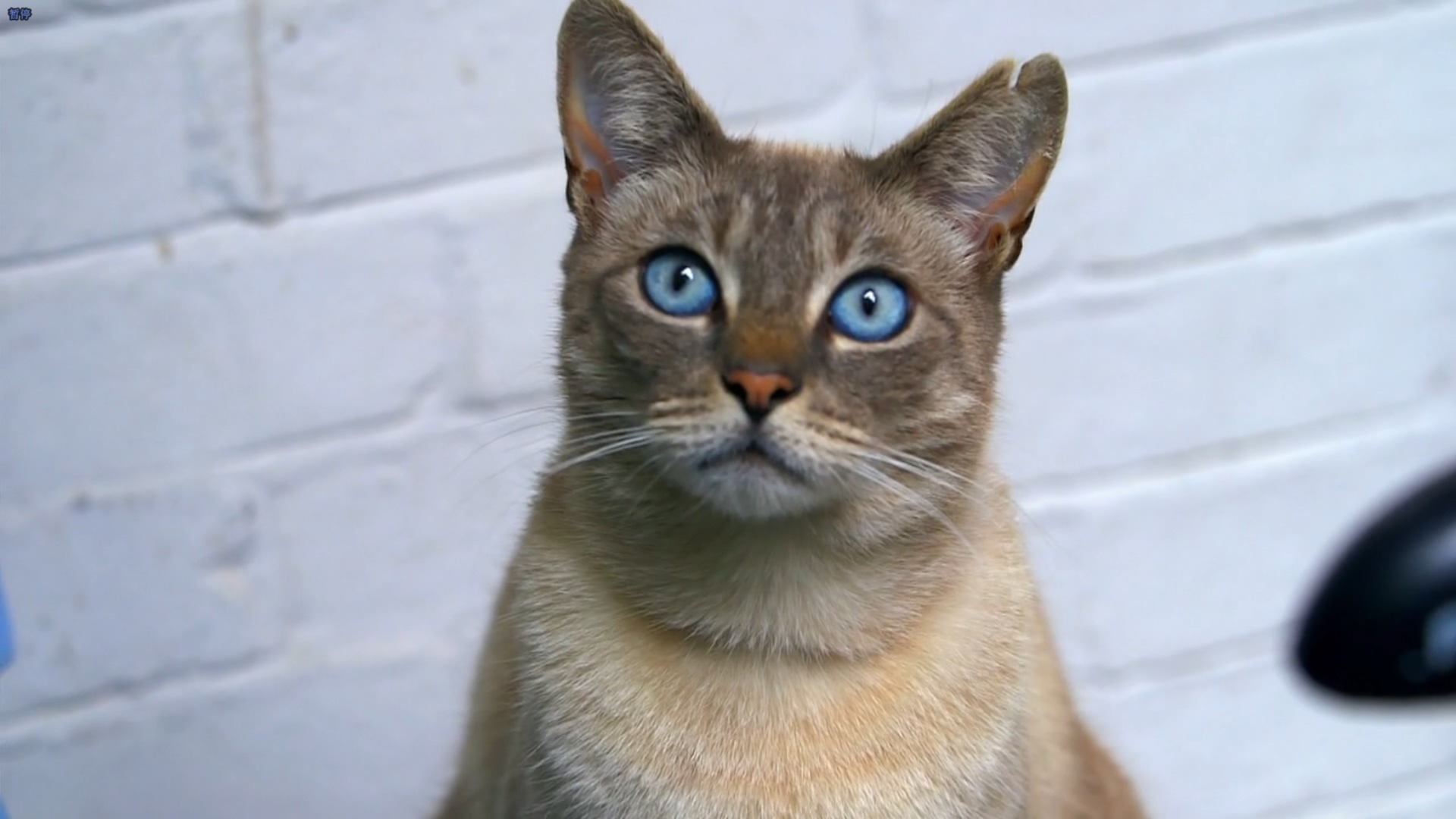 猫的秘密生活剧照的剧照