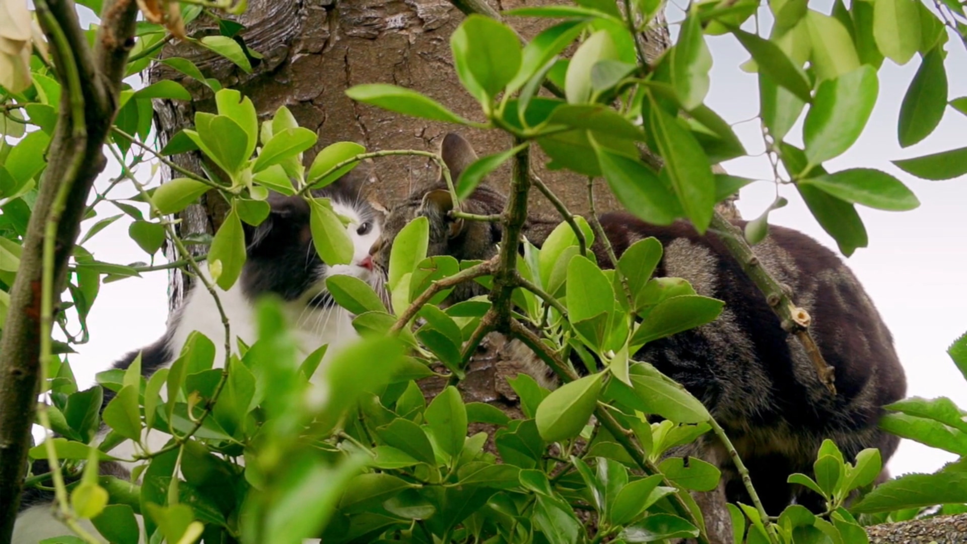 猫的秘密生活剧照的剧照