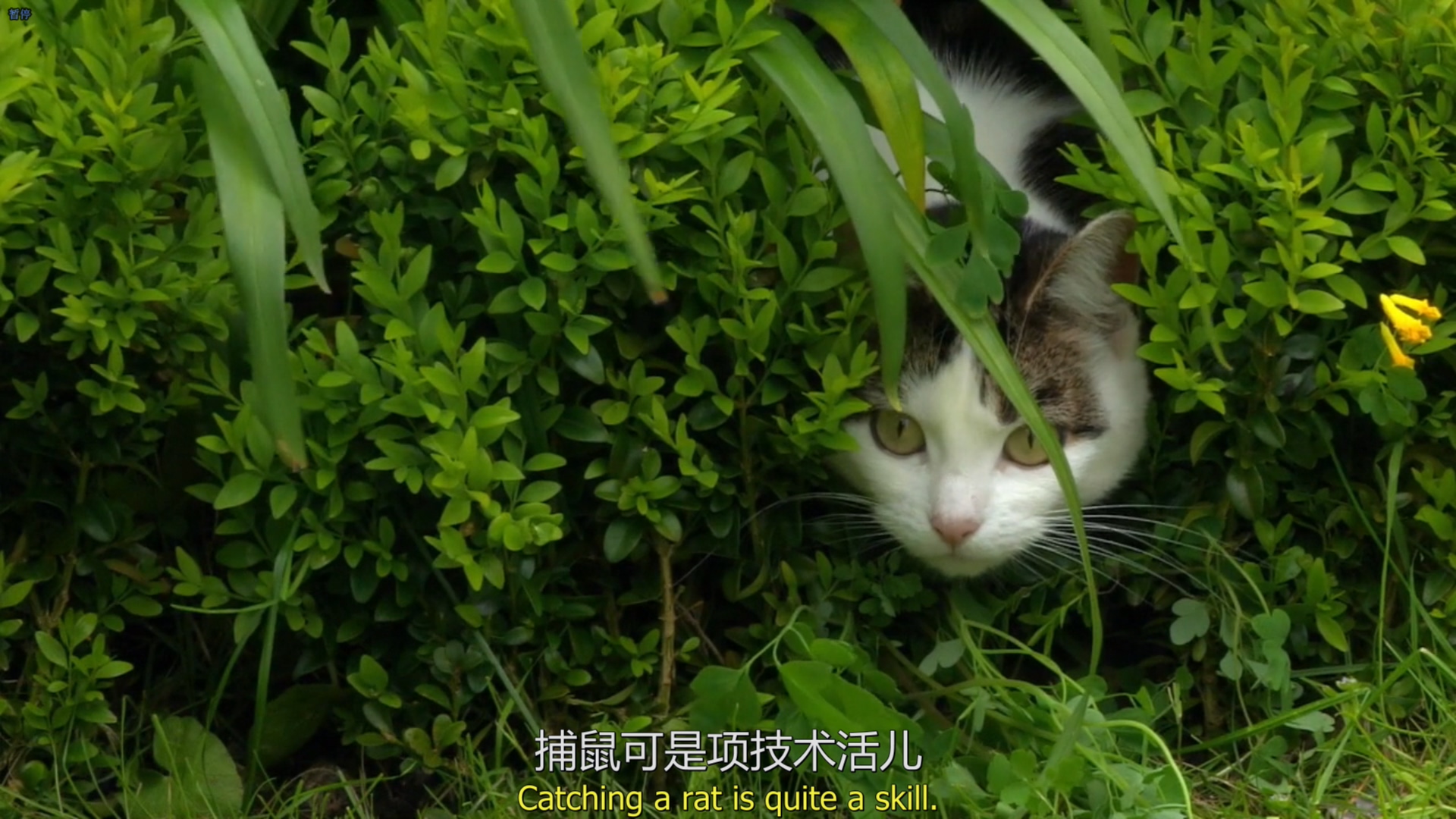 猫的秘密生活剧照的剧照