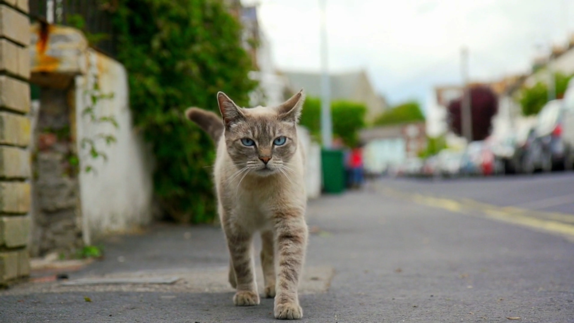 猫的秘密生活剧照的剧照