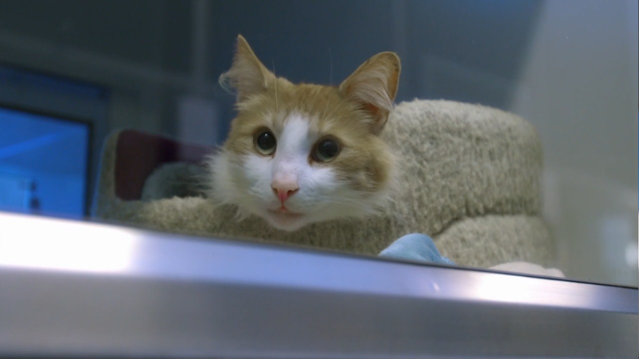 猫的秘密生活剧照的剧照