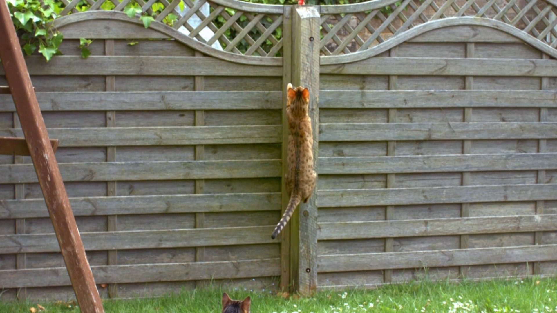 猫的秘密生活剧照的剧照