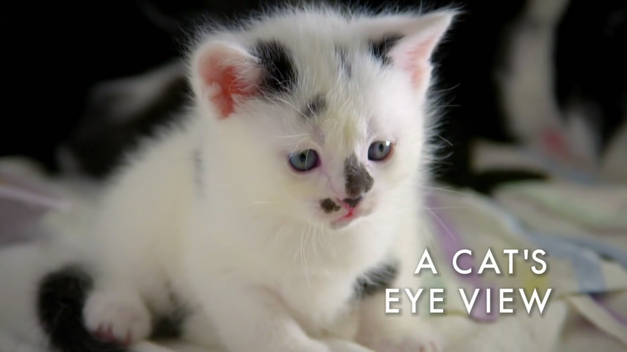 猫的秘密生活剧照的剧照