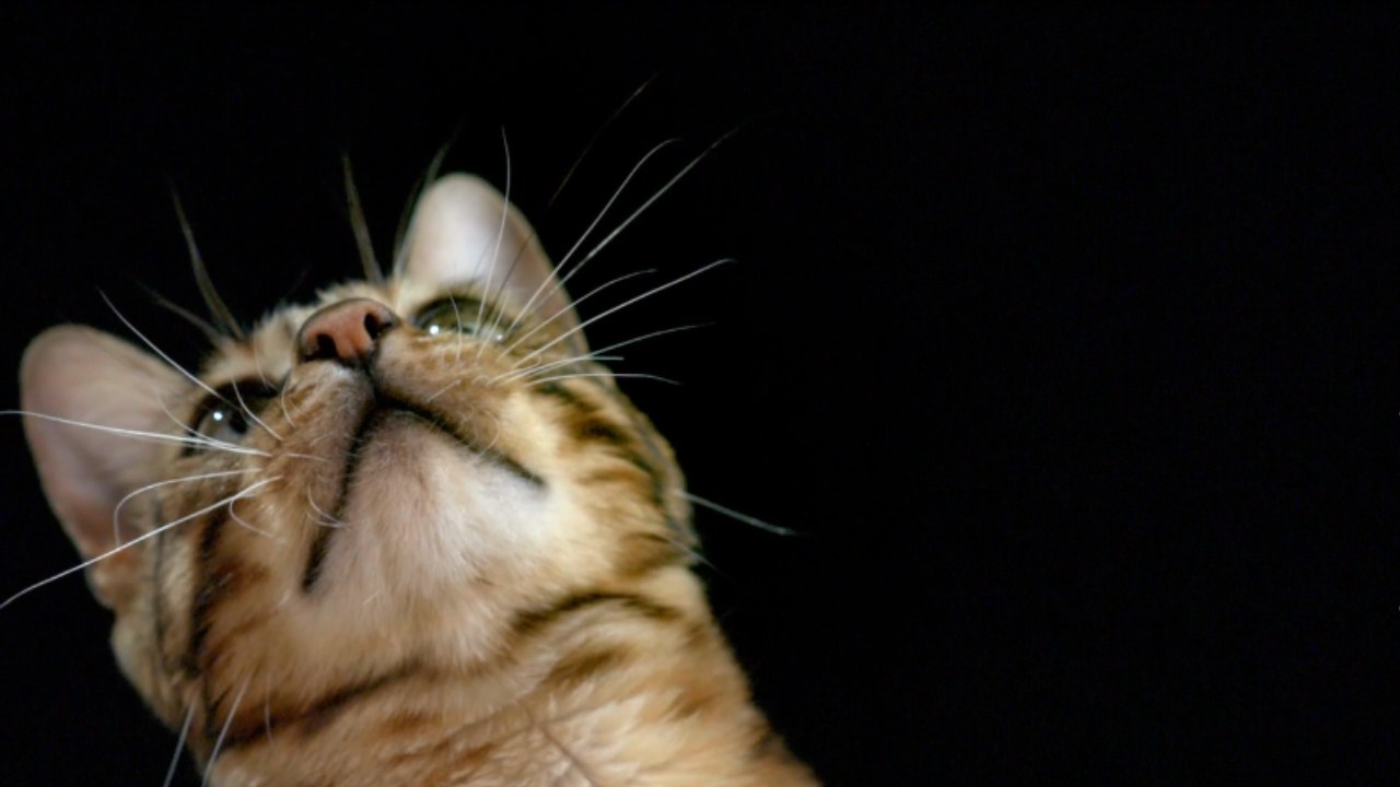 猫的秘密生活剧照的剧照