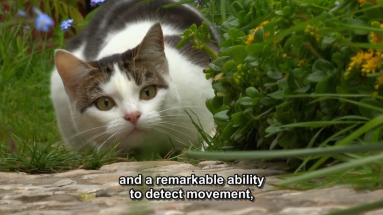 猫的秘密生活剧照的剧照