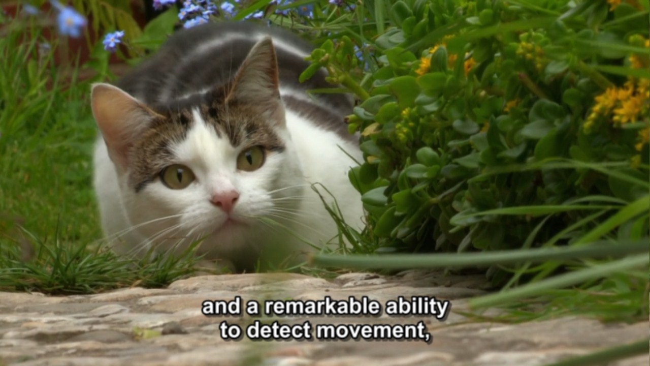 猫的秘密生活剧照的剧照