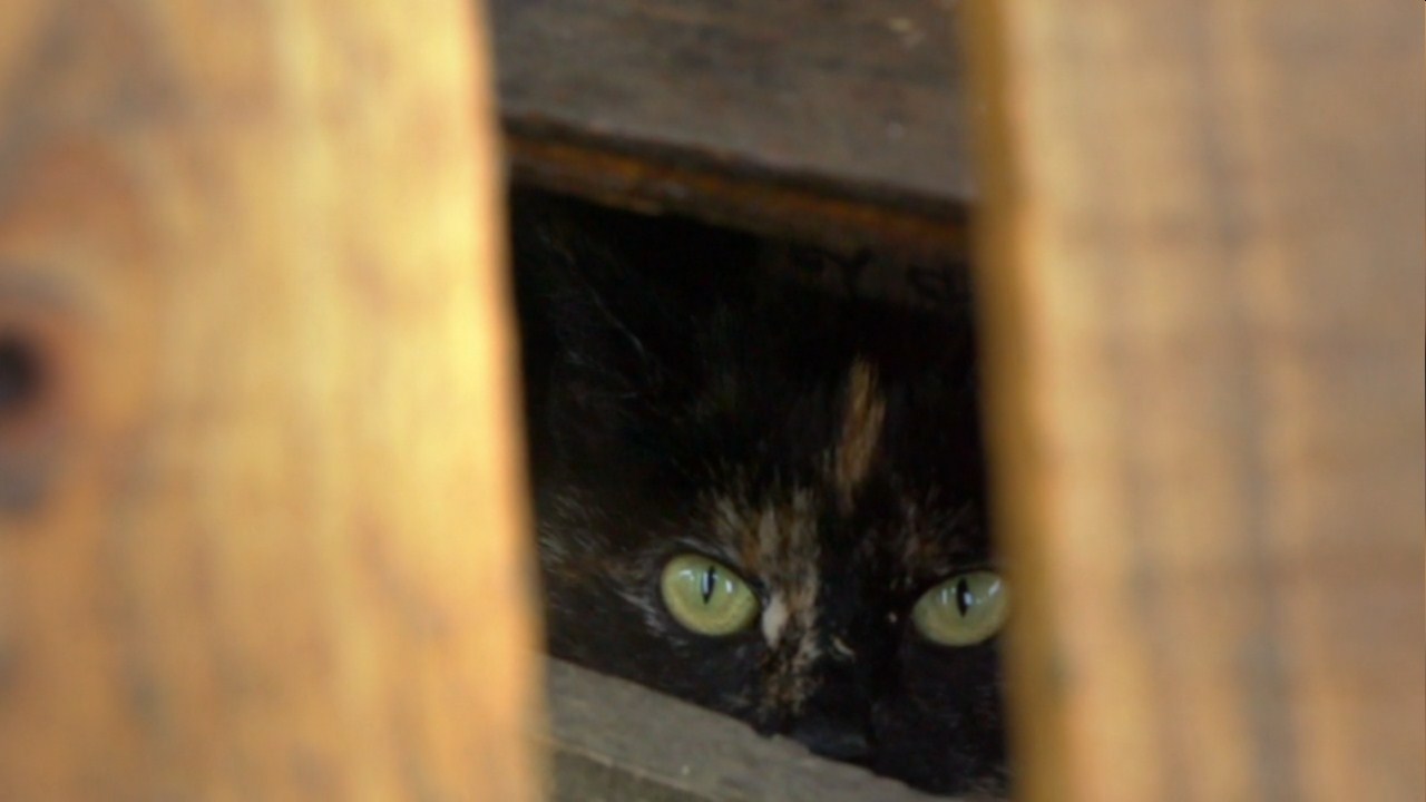 猫的秘密生活剧照的剧照