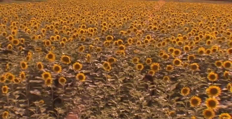 女朋友剧照的剧照