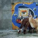 苏拉姆城堡的传说剧照