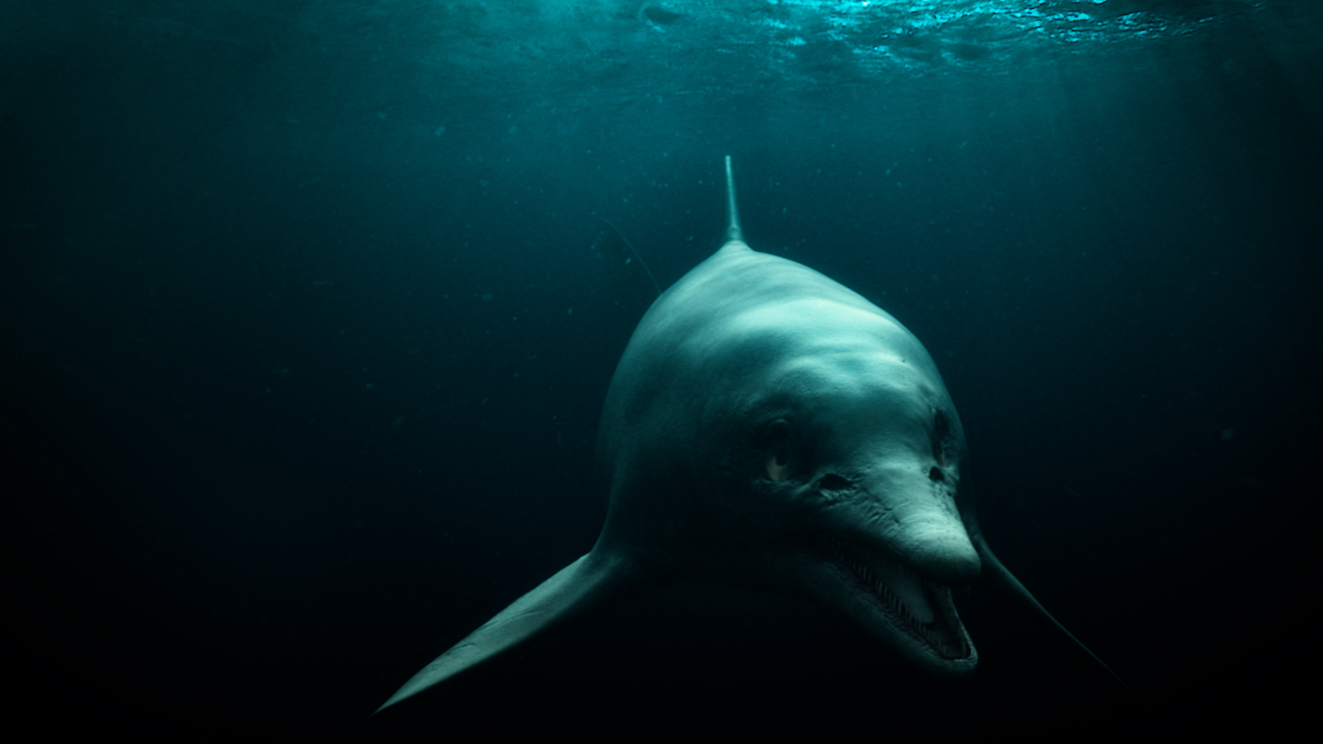 爱登堡爵士和海龙剧照的剧照