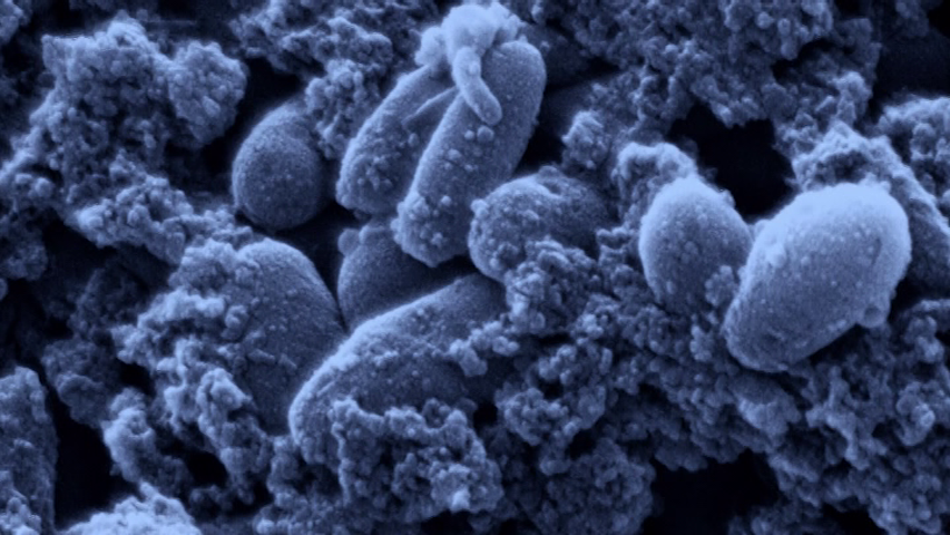 爱登堡爵士和海龙剧照的剧照