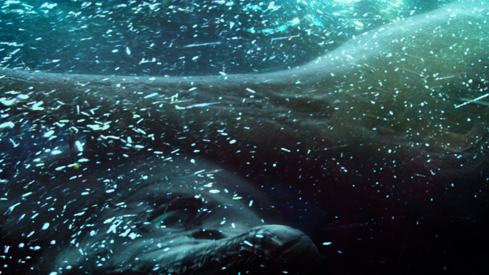 爱登堡爵士和海龙剧照的剧照