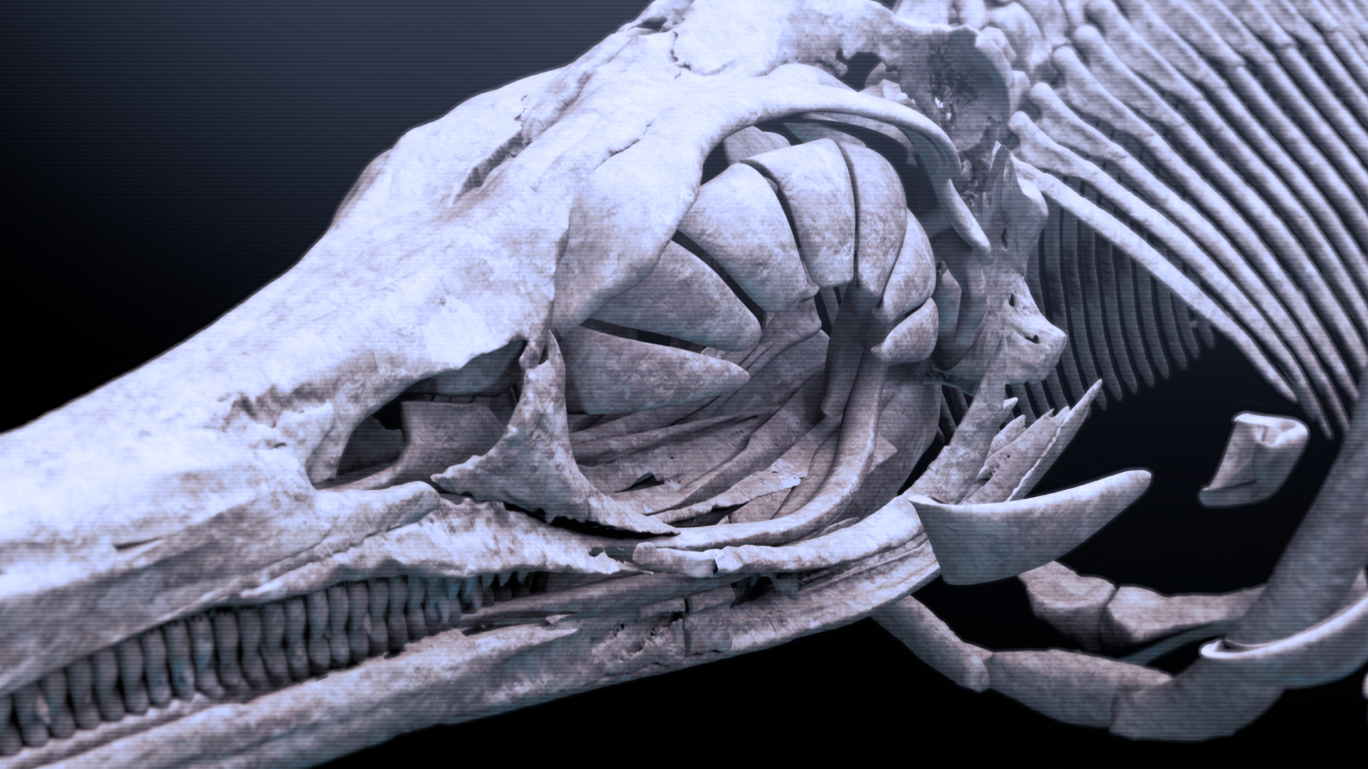 爱登堡爵士和海龙剧照的剧照