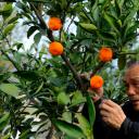 桔子的天空剧照