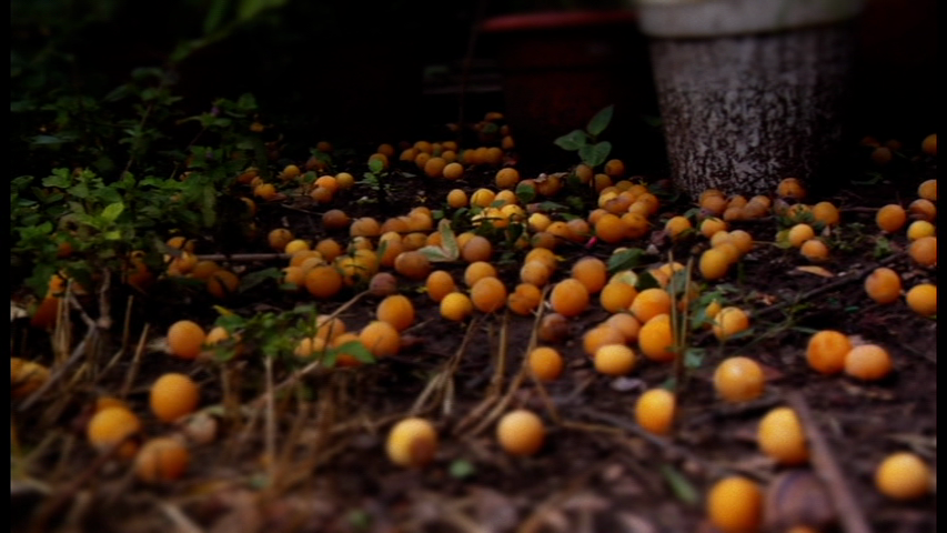 桔子/牛奶剧照的剧照