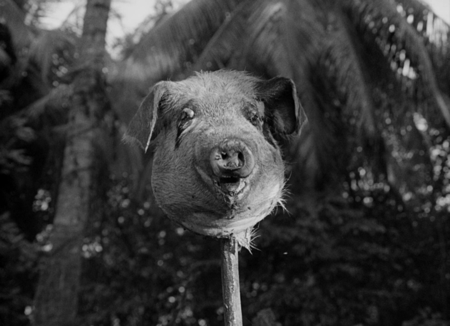 蝇王剧照的剧照