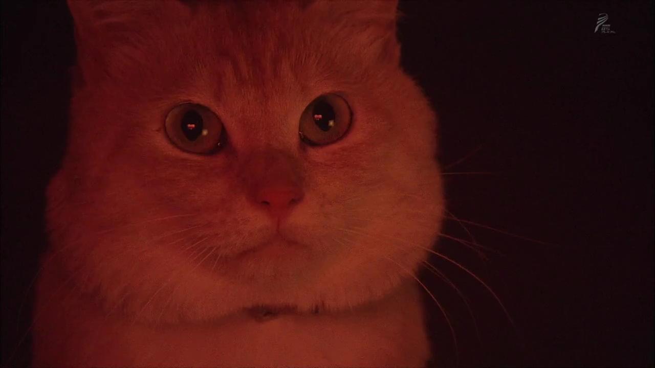 行走、行走、行走剧照的剧照