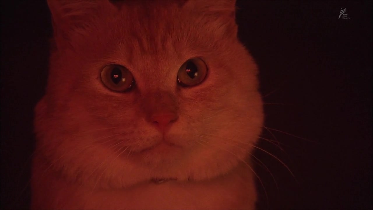 行走、行走、行走剧照的剧照