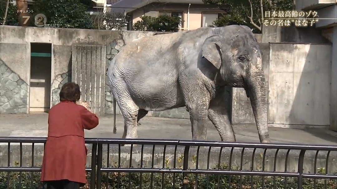 纪实72小时 隆冬的东京 有一种温暖叫“花子”剧照的剧照