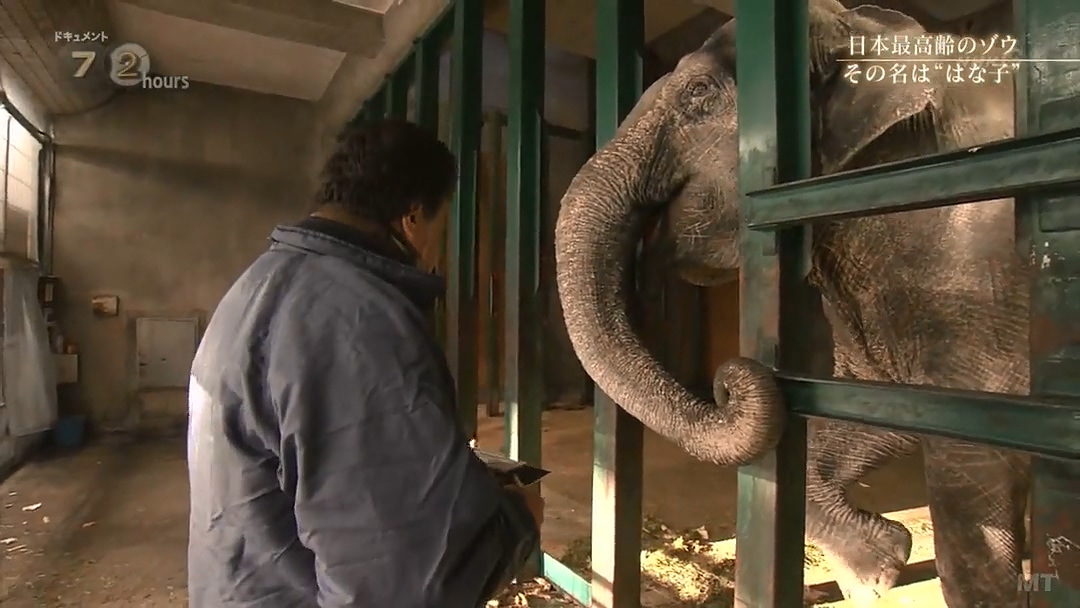 纪实72小时 隆冬的东京 有一种温暖叫“花子”剧照的剧照