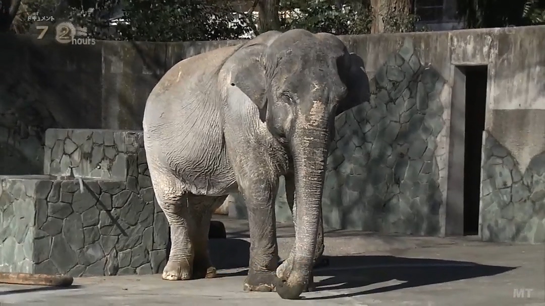 纪实72小时 隆冬的东京 有一种温暖叫“花子”剧照的剧照