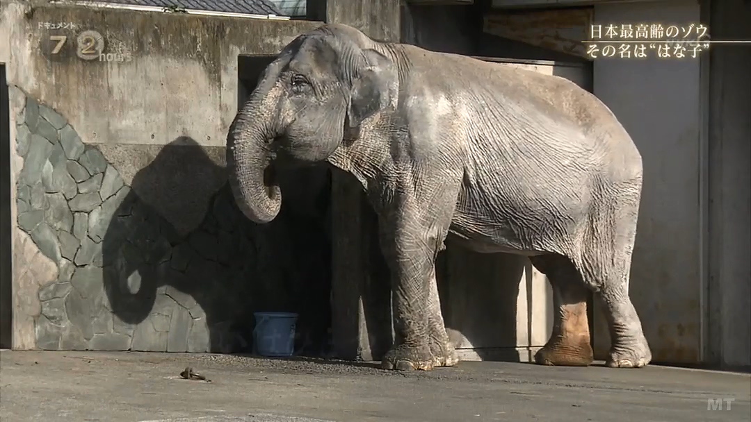 纪实72小时 隆冬的东京 有一种温暖叫“花子”剧照的剧照