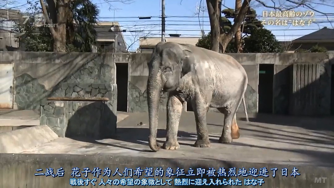 纪实72小时 隆冬的东京 有一种温暖叫“花子”剧照的剧照