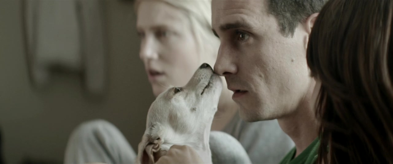 待绽蔷薇剧照的剧照