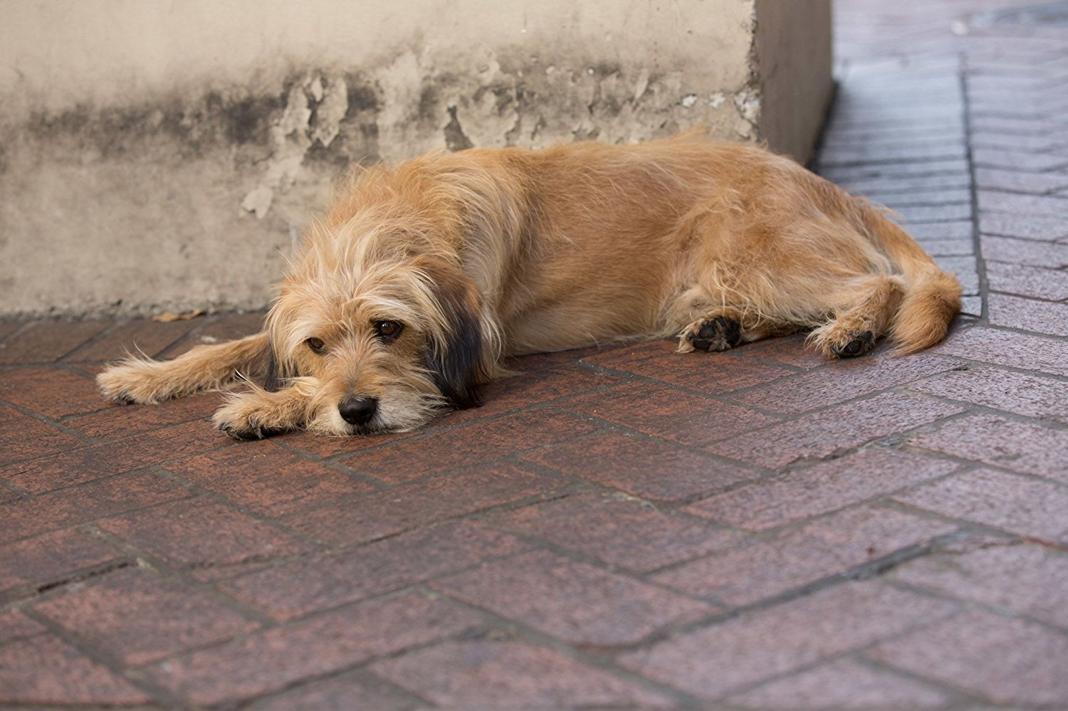 神探狗笨吉剧照的剧照
