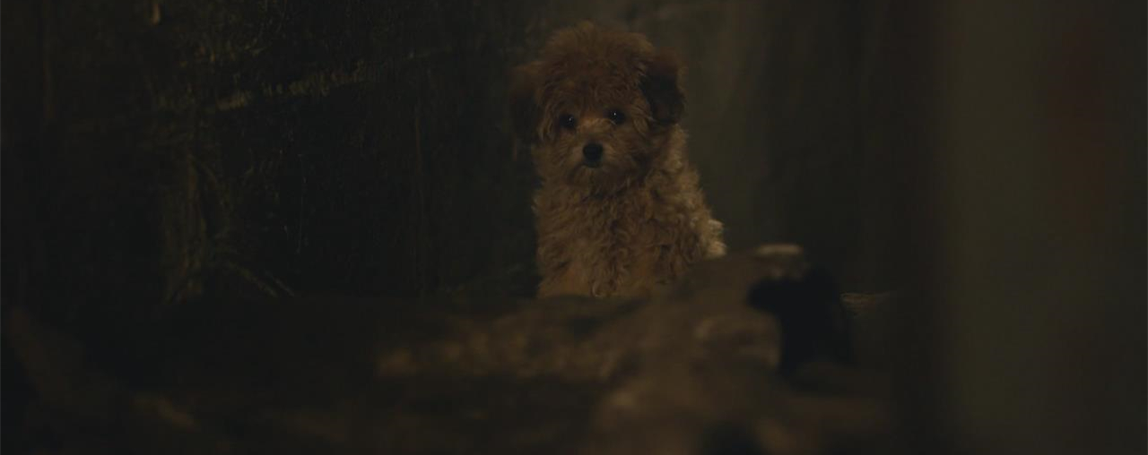 神探狗笨吉剧照的剧照