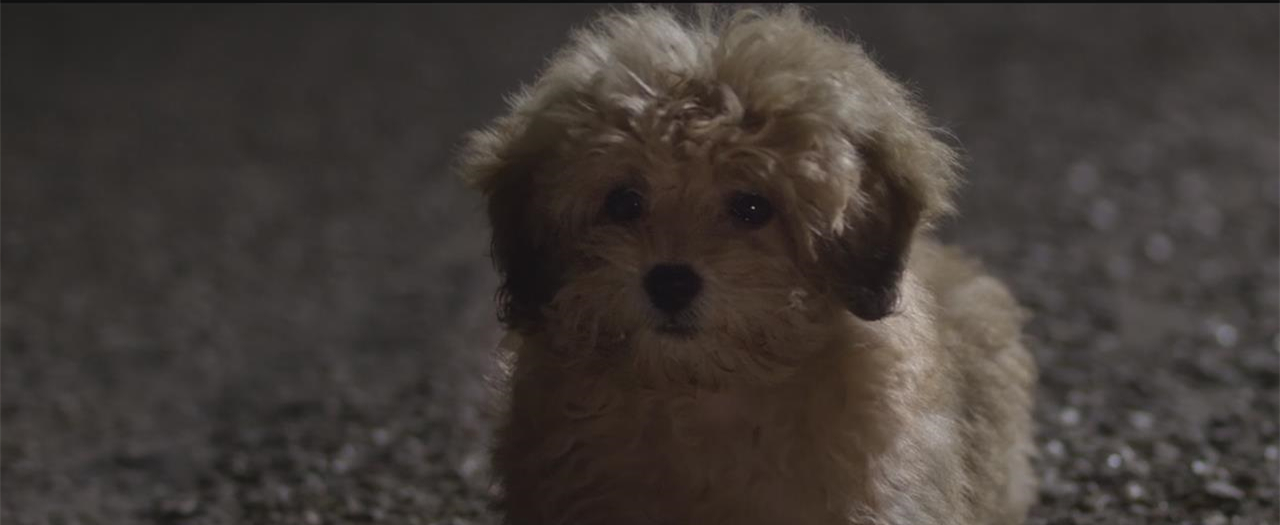 神探狗笨吉剧照的剧照